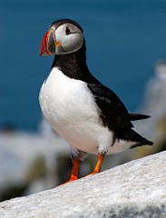 Puffin Guards Nest on Machias Island in Northern Maine